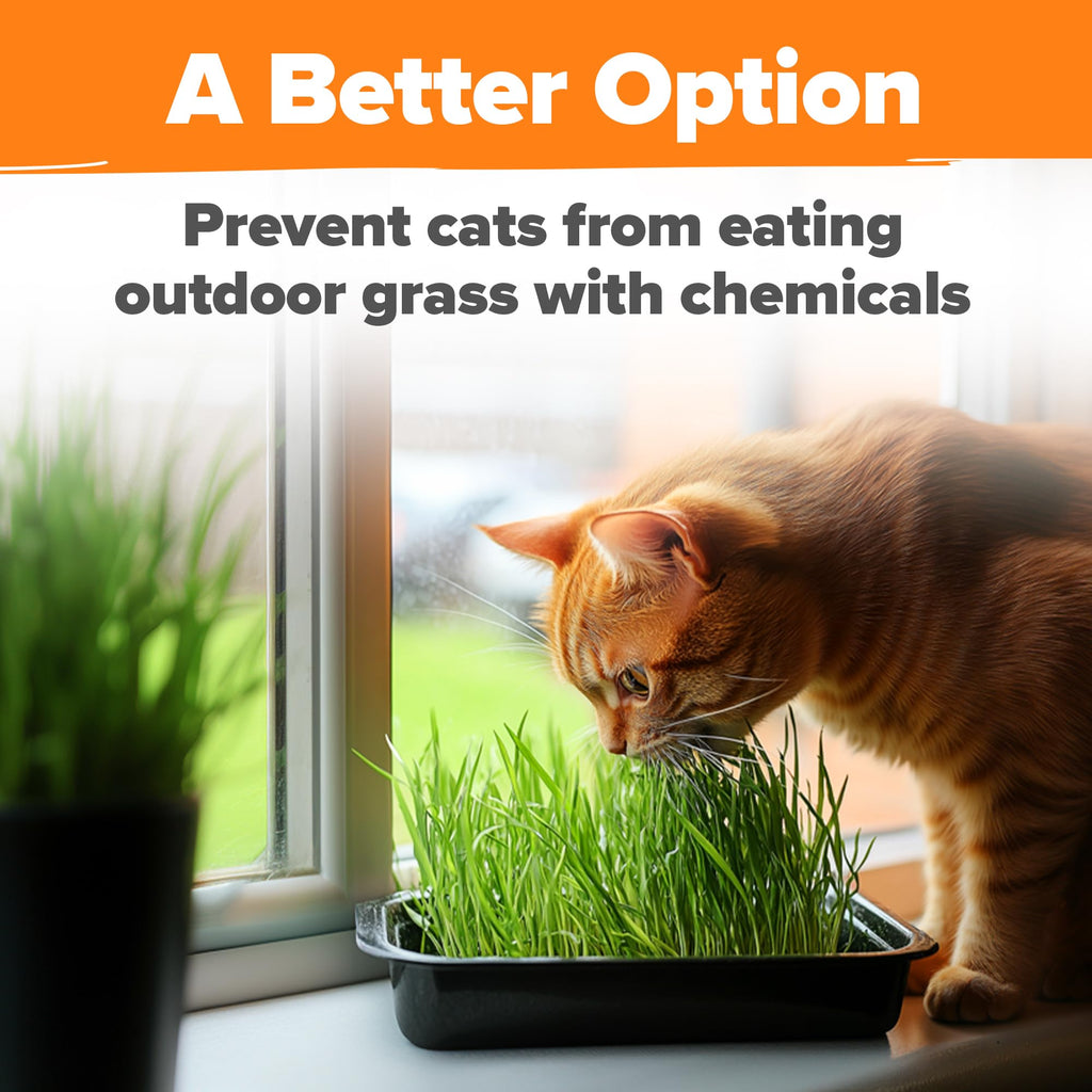 Cat Grass Seeds 4 oz Oat & Barley Mix A863
