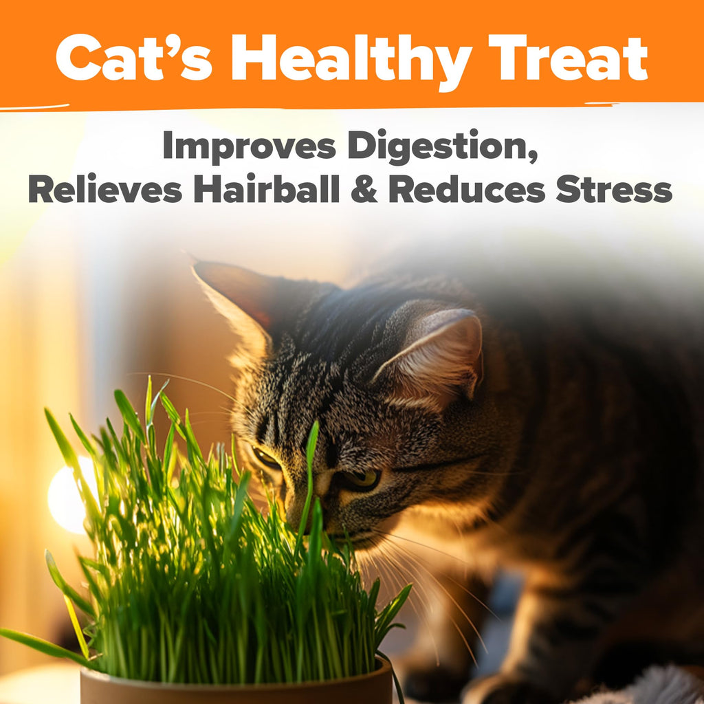 Cat Grass Seeds 4 oz Oat & Barley Mix A863