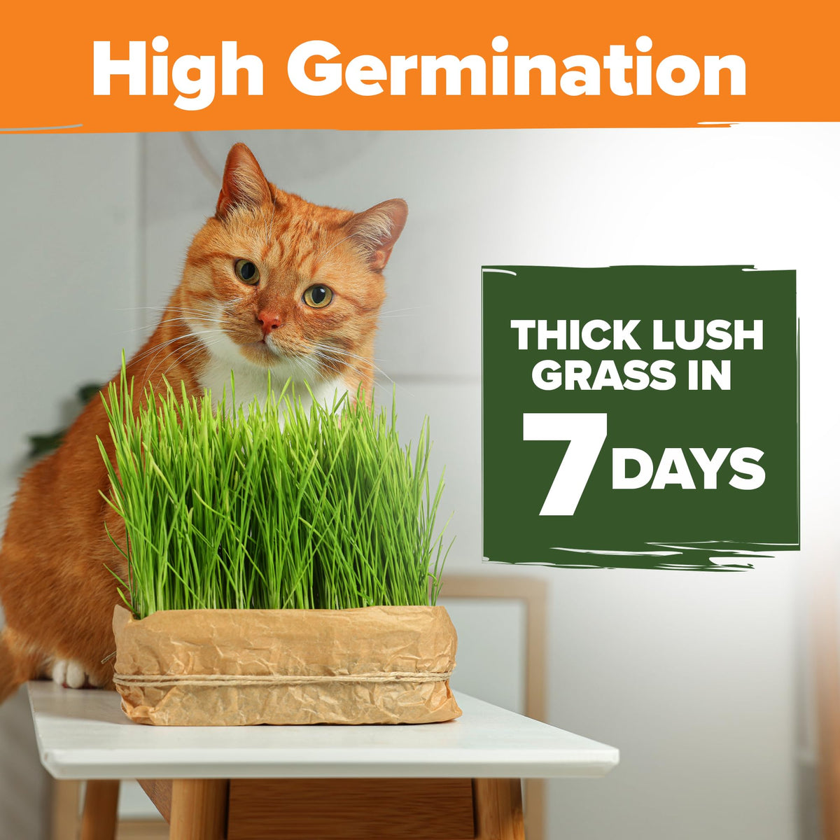 Cat Grass Seeds 4 oz Oat & Barley Mix A863